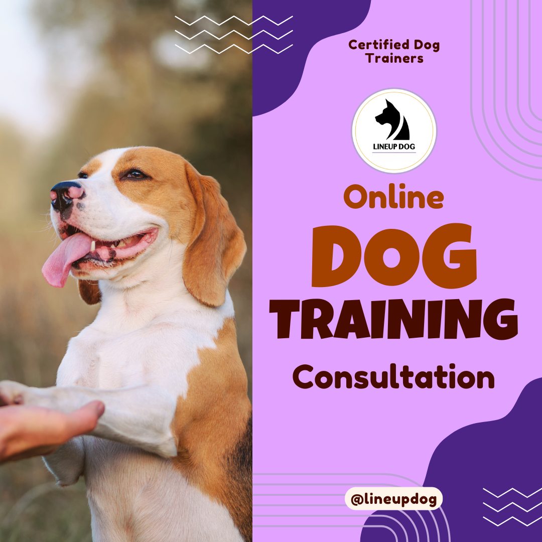 Online Dog Training Consultation